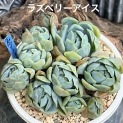 ❣️ラズベリーアイス❣️現品 エケベリア 寄せ植え 多肉弁当 多肉植物