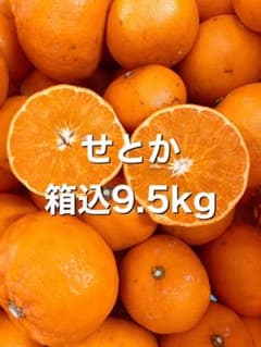 せとか 箱込9.5kgのサムネイル
