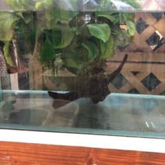 げんさま専用　水草流木のサムネイル