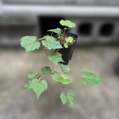 山野草 野ぶどう苗 - メルカリ