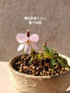 【匿名配送】ウスベニヒゴスミレ 種子40粒　すみれのサムネイル