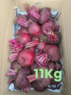 特売【訳あり】　ビーツ　約11キロ　三浦半島　農家直送　農薬不使用(栽培期間)のサムネイル