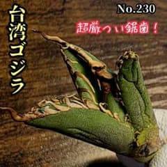 台湾ゴジラ No.230 不規則に乱れる超厳つい鋸歯が特徴的！入手困難高級