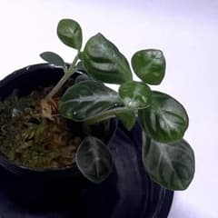 Cosmianthemum sp. TB便　熱帯植物　五目　パルダリウムのサムネイル