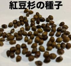 紅豆杉の種子 5粒 超希少のサムネイル