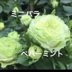 ミニバラ♡ペパーミント♡3号♡ポットごと宅急便コンパクト - メルカリ
