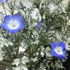 【花の種】一年草❤︎ネモフィラ・プラチナスカイ❤︎種30粒＋α❤︎おまけの種つきのサムネイル