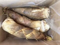 京都山城産　朝掘り白子筍のサムネイル