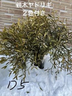 D5希少 縁起物 親木ヤドリギ 2色付き - メルカリ