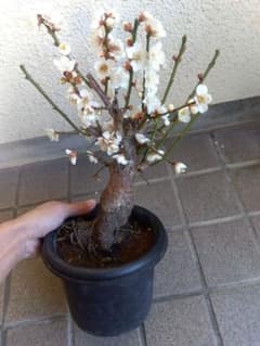 梅 盆栽 6号鉢つき 白花 幹太❗値下げ不可❗ ③ - メルカリ