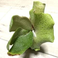 willinckii OMG spore ドワーフ dwarf ビカクシダ | Acquista su