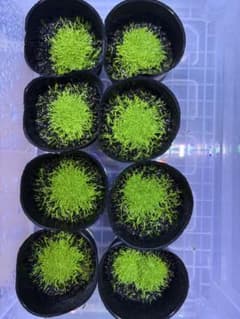 ウォーターローン半水中葉　無農薬・無害虫のサムネイル