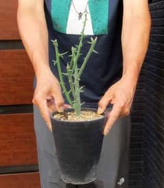 現品】塊根植物：アデニア グロボーサ コーデックス 5号 TD番 - メルカリ