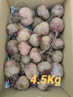 特売【訳あり】　ビーツ　約4.5キロ　三浦半島　農家直送　農薬不使用(栽培期間)のサムネイル