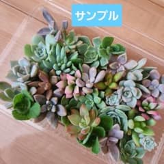 多肉植物おまかせセット　多肉弁当　カット苗のサムネイル