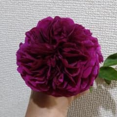 バラ苗 A80のサムネイル
