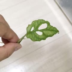 モンステラ オブリクア ペルー 発根済みのサムネイル