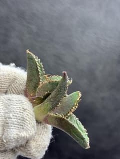 アガベ チタノタ 白豪刺 極白棘 超優良血統 2株 - メルカリ