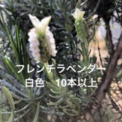 フレンチラベンダー白色☘️挿し枝A4の 封筒に入るだけ入れます！10本以上です！のサムネイル