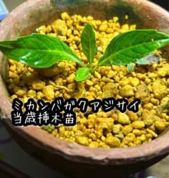 ミカンバガクアジサイ 当歳挿木苗1本のサムネイル