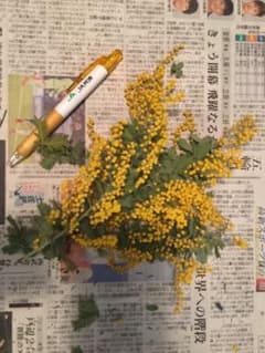 A     ミモザ ドライ  フードパック12×18  花30以上のサムネイル