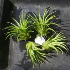 同梱B⑨イオナンタ　バリエガータ　tillandsia チランジア 1株 イオナンタ バリエガータ tillandsia チランジア 斑入り F - メルカリ