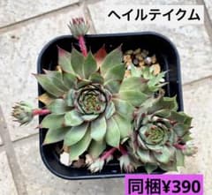 センペルビウム　ヘイルテイクム　抜き苗のサムネイル