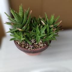 サボテン、アロエ系多肉植物 苗5本～6本 - メルカリ