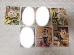 猫カフェMOCHA 天神大名 25夏 25秋 トレカのサムネイル
