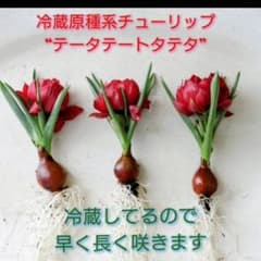冷蔵 原種系 アイスチューリップ『テータテートタテタ』長く早く咲く
