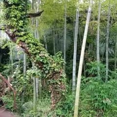 明るいパパ様専用のサムネイル