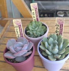 ミックスベリアおらいさん苗 【札付き】3苗セット - メルカリ