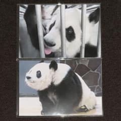 ありがとうタンタン ポストカードセット AB (計10枚セット) 王子動物園