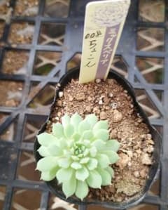 お値下げ！おらいさん ちょこん 苗 ミックスベリア - メルカリ