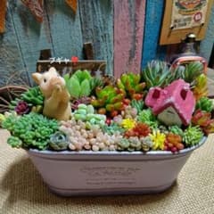 メルカリ便♫多肉植物寄せ植え♫そのまま飾れる♫3匹のこぶたちゃん ブタさん多肉のブヒっと寄せ**そのまま飾れる多肉植物の寄せ植え** 5