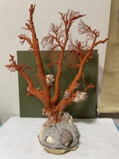 赤珊瑚 天然アップル珊瑚 原木 赤珊瑚 天然アップル珊瑚 原木 - メルカリ