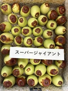 なつめ 大粒 スーパージャイアント最終日 クール便　9/16朝採りのサムネイル