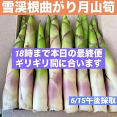 ❤️毎年大人気❣️ 天然 月山筍 箱込み約1キロ 太め 根曲がり竹 姫竹