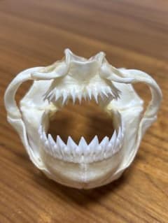 ヨロイザメ　骨格標本（顎骨標本）のサムネイル