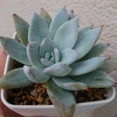 多肉植物 象牙 抜き苗ですのサムネイル