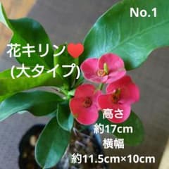 No.1【親株サイズ！枝振り最高♪】花キリン(大タイプ)♥️ No.1【沖縄から♪】花キリン(大タイプ)♥️開花中♪ - メルカリ