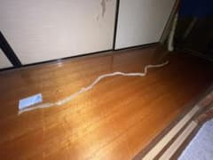 蛇の抜け殻のサムネイル