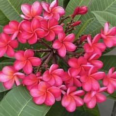 プルメリア 挿し木用 枝 Hawaii 園芸品種JL Hula Girl Red - メルカリ