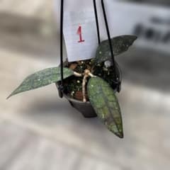 O*2様 ① Hoya clemensiorum Red ホヤ　クレメンシオラムのサムネイル