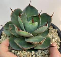 アガベ パリー トランカータ ドワーフ 発根済み鉢ごと発送 メルカリ便