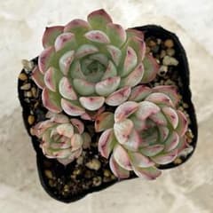 ドリームローズ 抜き苗 多肉植物 エケベリア - メルカリ