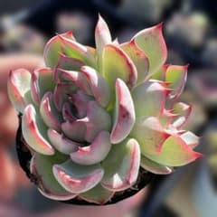 No.7 ラズベリーメモリーズ ミックスベリア おらいさん苗 - メルカリ