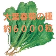 1 / 3 未開封＜野菜の種＞大葉春菊　約6000粒　春菊　40ｍｌ　シュンギク