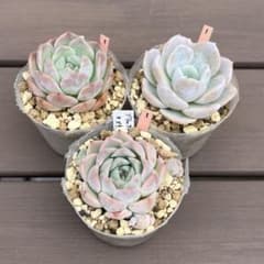 多肉植物3点セット① - メルカリ