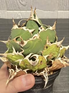 アガベ ルビー ハイブリッドアガベ チタノタ 塊根植物 パリー 斑入り
